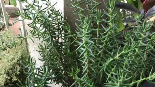 SUCCULENTS & INDOOR PLANTS TOUR IN MY VERANDA | SUMMER 2022 AUSTRALIA | Part 1 смотреть онлайн