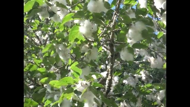 Summer Snow - The Cottonwood (Populus deltoides) смотреть онлайн
