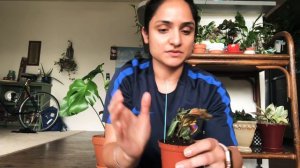 Plant unboxing from Hirts garden