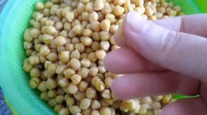 ЗАМОРОЖЕННЫЙ ВАРЕНЫЙ #НУТ. Как заготовить впрок такой замечательный и полезный продукт, как нут