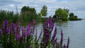 Samyang 35mm f/1.2 UMC CS - Занудный обзор