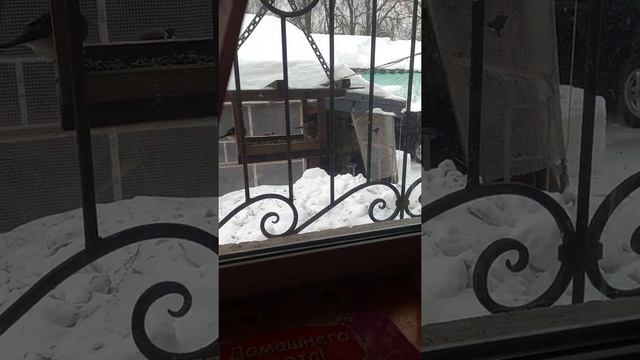 снигири смотреть онлайн