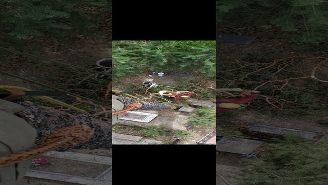 удаление гнилого дерева на кладбище