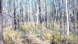 Поисках ягоды. Вилюйский тракт - 26км