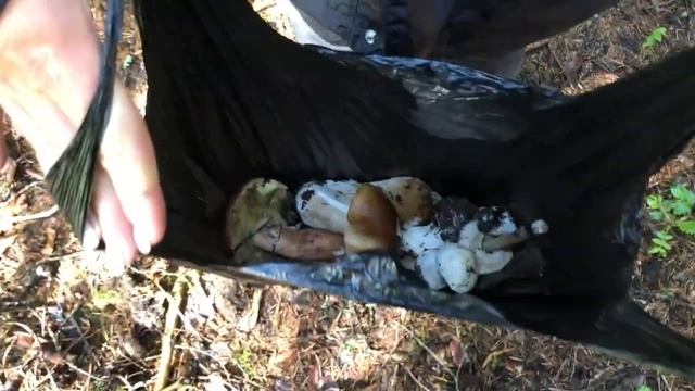 СТРОЮ МИКРО КУРЯТНИК ДЛЯ УМНЫХ КУРОЧЕК