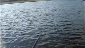 Ловля ельца с помощью Терольской палочки