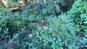 Иерархия сущностей Демоны Бесы Лярвы Черти Подселенцы