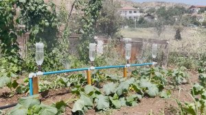 Как поливать сразу большую часть огорода