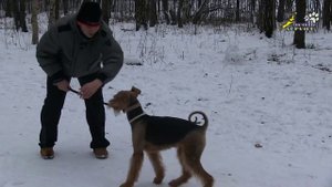 Собака кусает за руки во время игры, как отучить и надо ли отучать