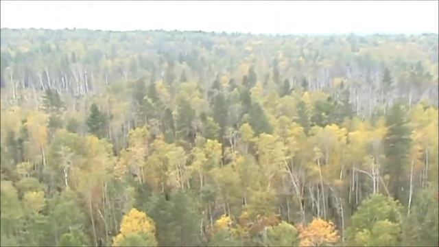 Дикие козлы в осеннем лесу. Вид с воздуха смотреть онлайн