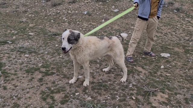 Балканабад обзор чистопородных собак на их исконной Родине Туркмения - Алабай.