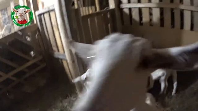 Заа́ненские козлята содержание и уход смотреть онлайн