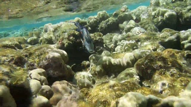 Acanthurus sohal, Аравийская рыба-хирург. DSCF3394 смотреть онлайн