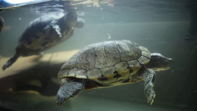 Черепашки, но не нинзя, плавают в аквариуме смотреть онлайн