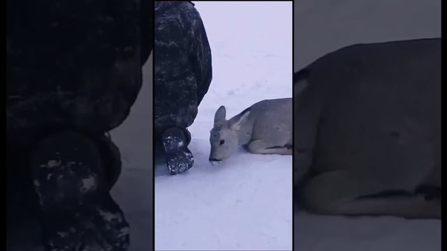 Влюбленная косуля преследует мужчину своей мечты