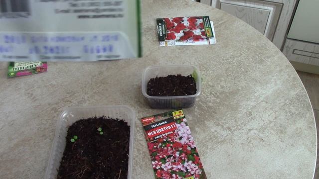 Выращивание бальзамина от посева до цветения.mp4 смотреть онлайн