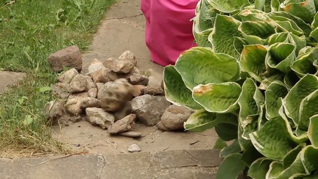 Усадьба: «Сад в радость» смотреть онлайн