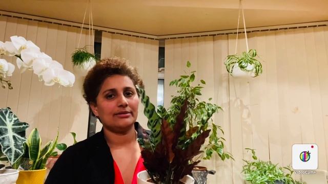 RATTLE SNAKE CALATHEA (CALATHEA LANCIFOLIA) CARE. смотреть онлайн