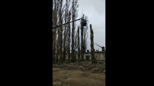 Тополь гигант. Обрезка "в карандаш". смотреть онлайн