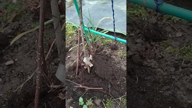 подготовка клематисов к зимовке смотреть онлайн