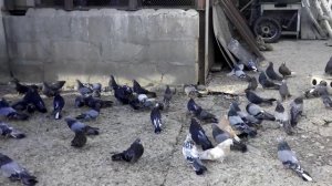 Николаевские голуби. в гостях у Сергея Кухаренко (с. Наташино. Крым)