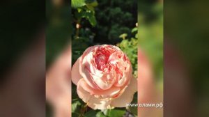 Роза Филинг. Первый бутон после зимы.