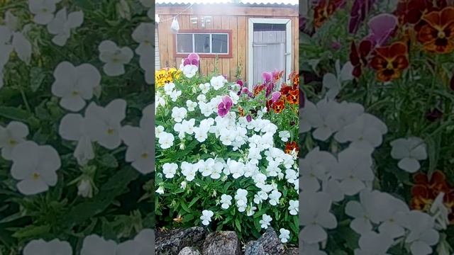 Фиалка рогатая.?Viola cornuta.