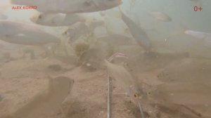 Реакция рыбы на червя и опарыша в прикормке Подводное видео. Рыбалка Караганда