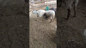 Содержание Коз и Овец в одном загоне!