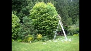 Александр Петров. Формирование куполообразной формы клёна, часть 1