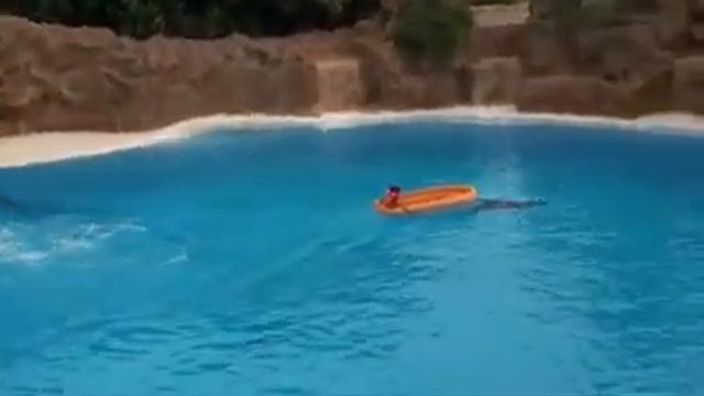 Дельфины в бассейне смотреть онлайн