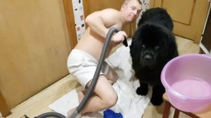 Сушка ньюфаундленда компрессором