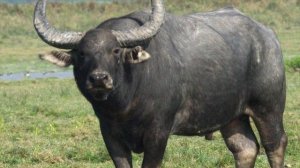 Гибриды животных - 5 необычных гибридов животных