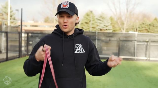 E Collar Training HACKS For BEGINNERS смотреть онлайн