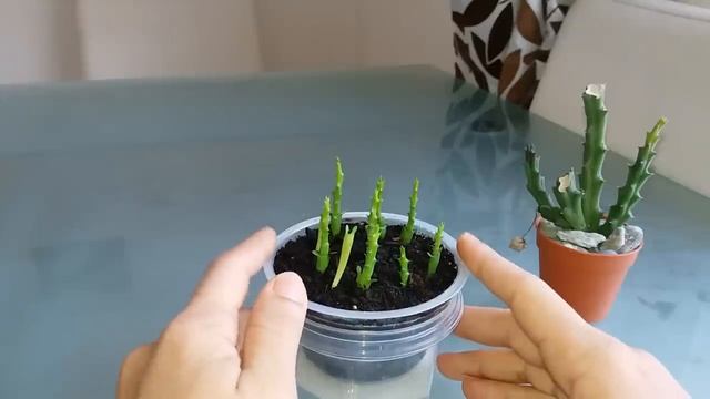 Suculentas - As minhas Stapelias (Orbea) Variegata смотреть онлайн