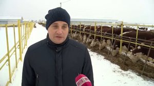 Герефорды хозяйства "Союз"