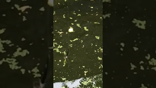 Рыбалка дома,в бассейне возле бани. смотреть онлайн