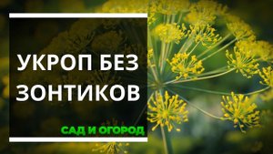 Не нужны зонтики на укропе — и не надо их выращивать раскрываем секрет опытных огородников