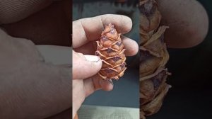 сколько орешков в стланиковой шишке?
