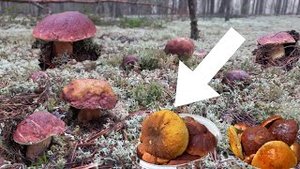 Грибы?Боровые Белые НА каждом Шагу ПОЛЯНАМИ, Птицы? Помогают Искать Грибы _Одной Тяжело Но я Дошла