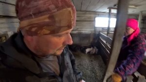 Решили продать поросят. По чем нынче свиньи. Купили хлебницу. Омск Москаленки в деревне