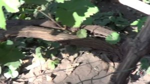 Виноград Подарок Запорожью и Богатяновский. Урожай и описание