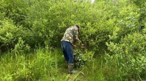 Заготовка березовых веников для бани.