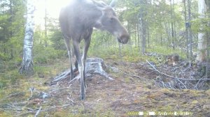 реакция лося на ловушку