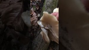 Pleurotus ostreatus (Oyster mushroom)