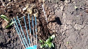 Самые поздние сроки посадки земляники. Земляника сорта Машенька. Цветник в деревенском стиле в июне