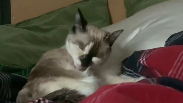 кошка вылизывает себя на фоне кавера на грустную песню жени мильковского смотреть онлайн