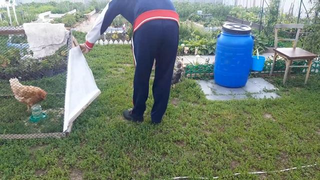 Новые красавицы! Что творят эти куры! Коротко о погоде! смотреть онлайн