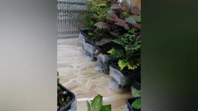 Передерживаем колеусы дома зимой. часть#2#рассадамуром #цветы #вегетативныйколеус смотреть онлайн