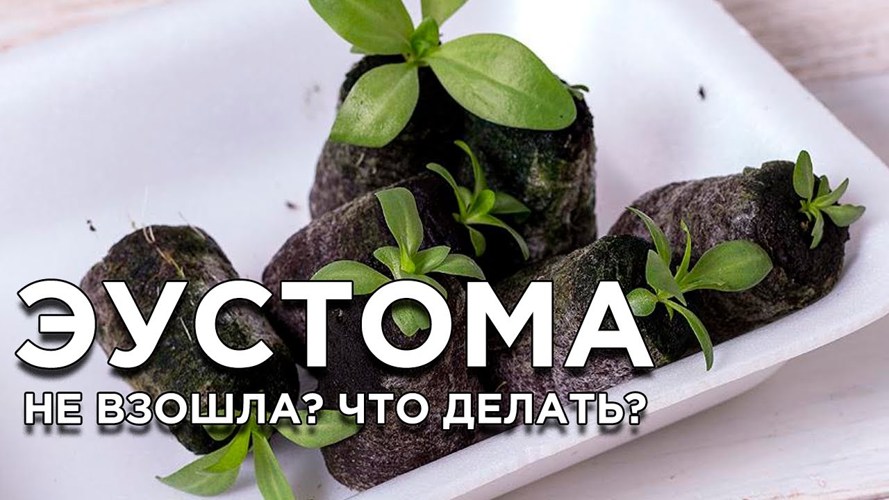 Почему Эустома не всходит? смотреть онлайн